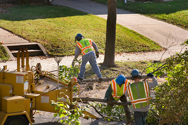 Wake Forest, NC Tree Services Company